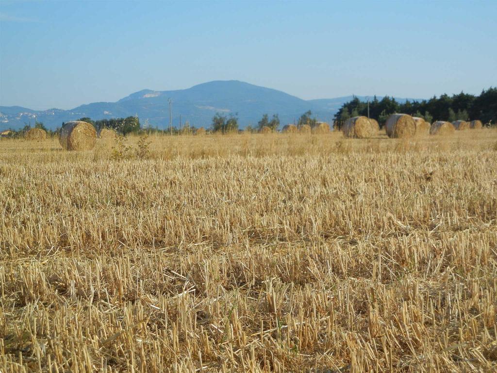 Azienda Agrituristica Le Betulle Риоторто Экстерьер фото